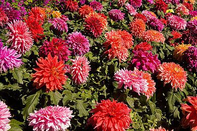 夏季游戏节合作伙伴包括EA＆Atlus＆SE＆Xbox＆2K等