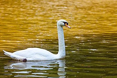 《星露谷物语》1.6版本开发中 作者分享新作《恐怖巧克力工厂》游戏截图